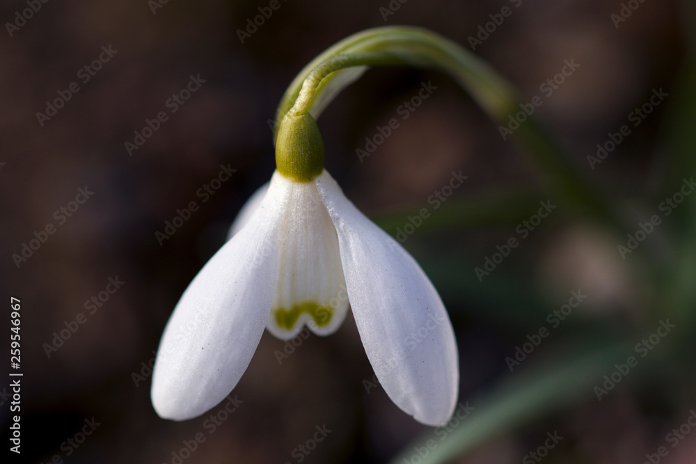 snowdrops in springtime, close up of flower head snowdrops in springtime, close up of flower head