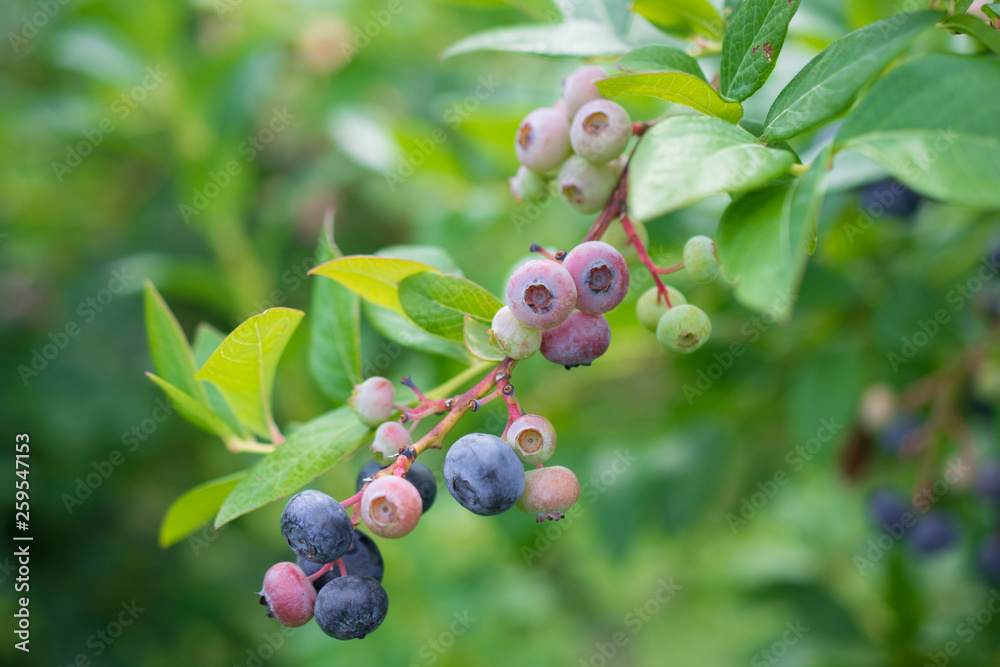 Blueberries ripening on the vine 