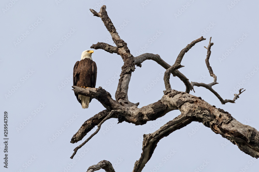 Bald eagle at Los Angeles foothills Bald eagle at Los Angeles foothills