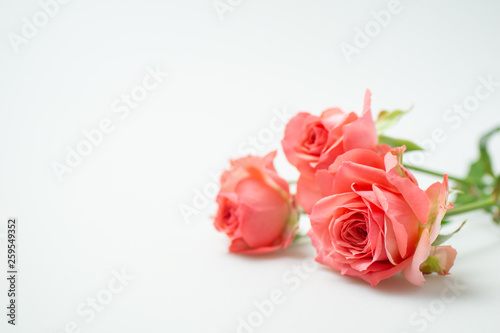 Fototapeta Naklejka Na Ścianę i Meble -  満開の赤いバラ