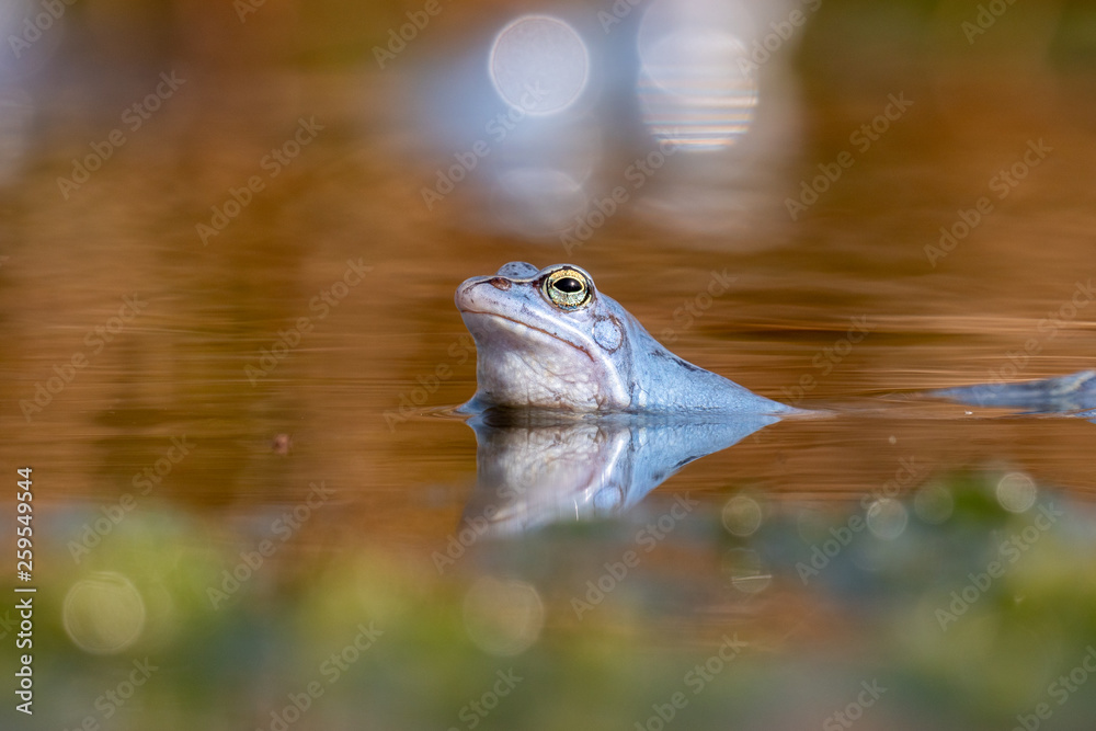 Blauer Moorfrosch Frosch im Teich / Blue Frog in Moor Blauer Moorfrosch Frosch im Teich / Blue Frog in Moor