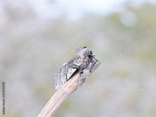 The early flying yellow horned moth Achlya flavicornis sitting on a stick