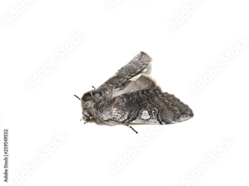 The early flying yellow horned moth Achlya flavicornis isolated on white background