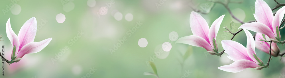 Mysterious spring background with blooming magnolia flowers and glowing bokeh. Magnificent floral banner. Mysterious spring background with blooming magnolia flowers and glowing bokeh. Magnificent floral banner.