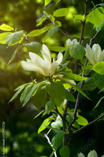 Mysterious spring floral background with blooming white magnolia flowers