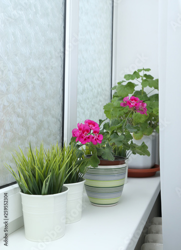 Houseplant in a pot on the window. Flowering indoor plants.