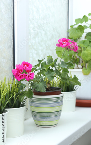 Houseplant in a pot on the window. Flowering indoor plants.