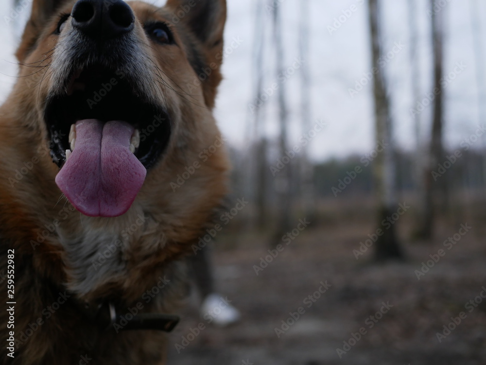 Fototapeta premium Polonne / Ukraine - 3 March 2019: big dog with an elongated tongue close-up