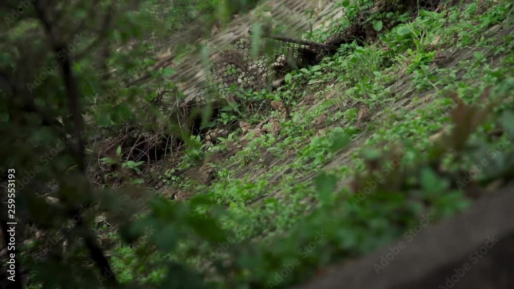 Flock of sparrow wondering around Flock of sparrow wondering around