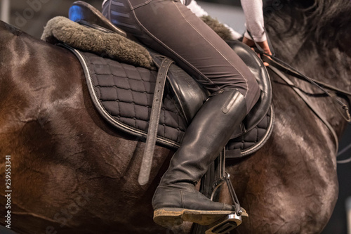 Close up of the sportswoman astride a horse in shape for riding. A brown strong horse, muscles are visible.