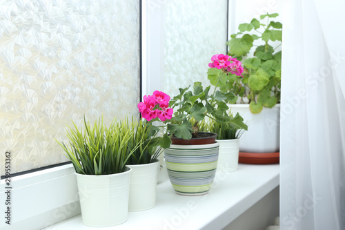 Houseplant in a pot on the window. Flowering indoor plants.