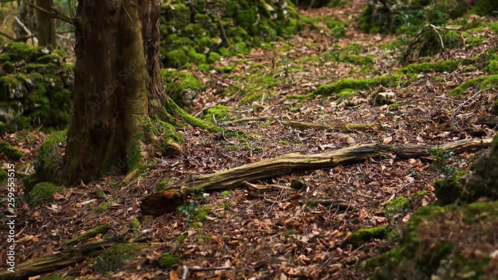 A small spaniel dog exploring a woodland area A small spaniel dog exploring a woodland area