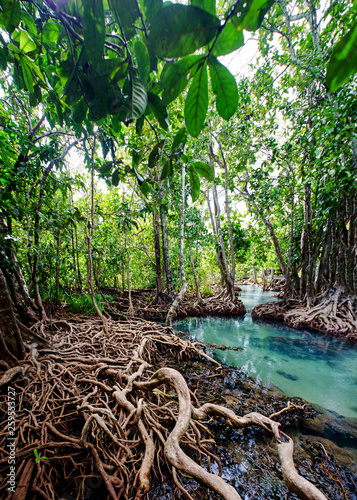 mangrove forest krabi thailand