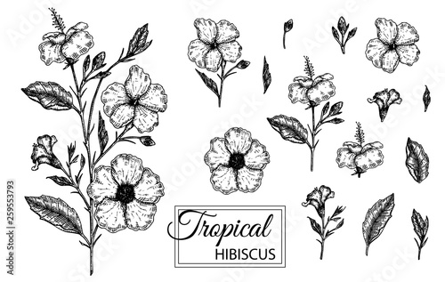 Vector illustration of tropical flower isolated on white background. Hand drawn hibiscus. Floral graphic black and white illustration. Tropic design elements. Line shading style