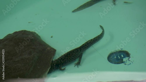 Axolotl swimming in water tank photo