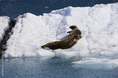 Seals relaxing on small ice berg