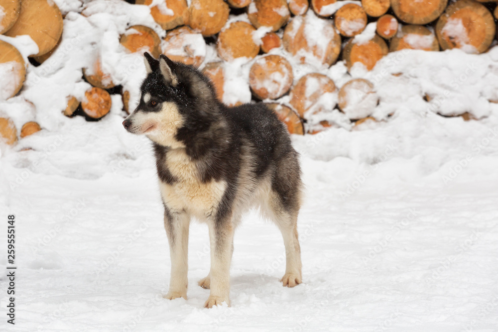 Obraz premium Husky dog in winter