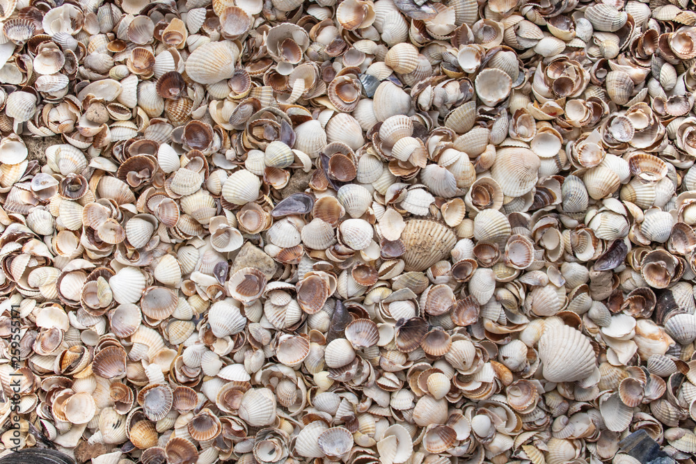 Seashells as background, sea shells collection Seashells as background, sea shells collection
