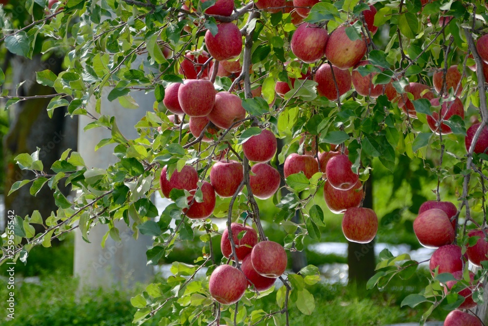 Φωτογραφία 《青森のリンゴ》青森県弘前市