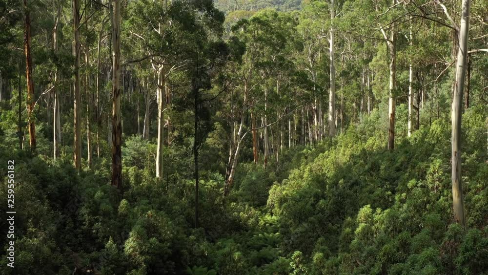 Aerial pullout, Incredible australian outback native trees, ferns, fly through with drone, victoria, australia, highlands Aerial pullout, Incredible australian outback native trees, ferns, fly through with drone, victoria, australia, highlands