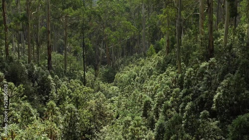 Incredible australian outback native trees, ferns, fly through with drone, victoria, australia, highlands, aerial pushin photo