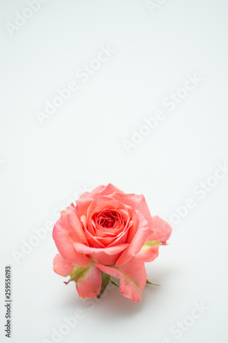 満開の赤いバラ © 歌うカメラマン