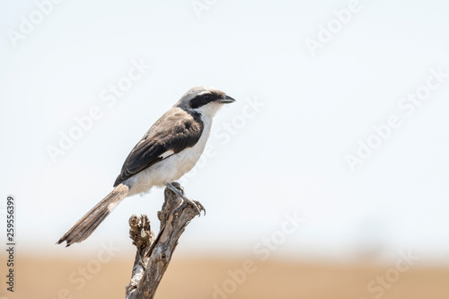 Small bird resting on twig in Maasai Mara