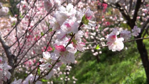 Wallpaper Mural beautiful cherry blossoms in japan Torontodigital.ca
