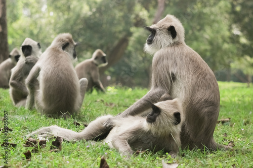 A monkey family is having a rest in the park © Евгения Shevtsova