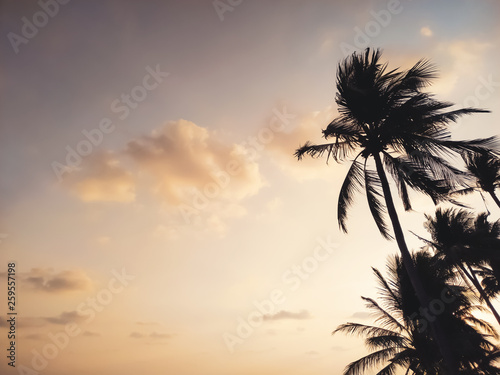 silhouette of palm trees against sunset sky © Win Nondakowit