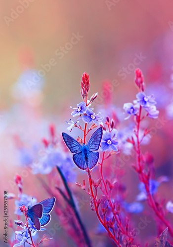 two bright little blue butterflies sitting on a flowering summer meadow with purple solar shades © nataba