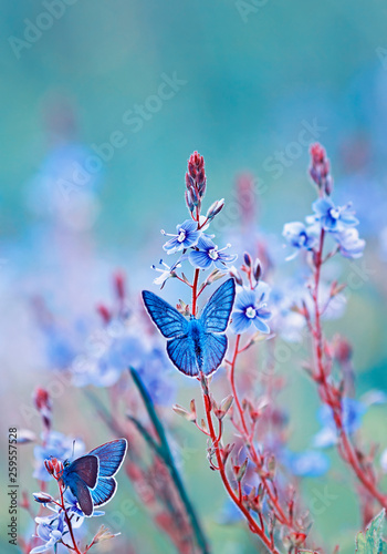 two bright little blue  butterflies flutter and sit on a blooming summer meadow