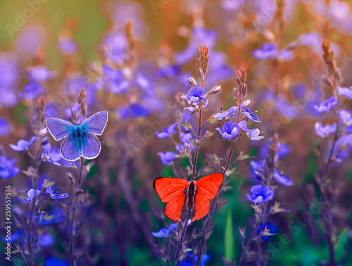 beautiful different butterfly Polyommatus Icarus are sitting and flying in th...