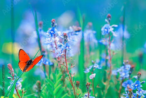beautiful little orange butterfly sits on a summer meadow with lush green gra...