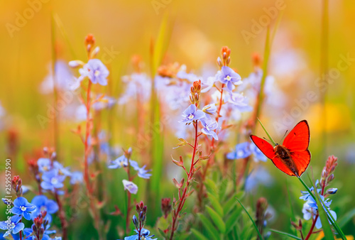 beautiful little orange butterfly sits on a summer meadow with lush green gra...