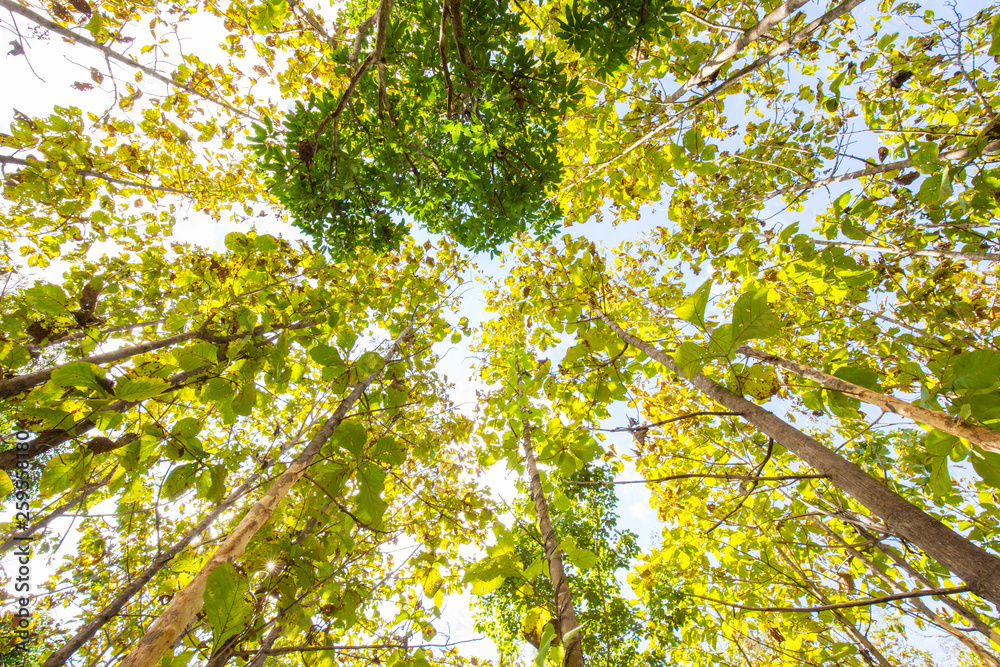 Fototapeta premium Teak green forest plantation