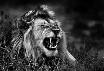 Lion in the savannah b&w