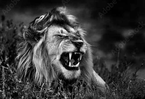 Lion in the savannah b&w