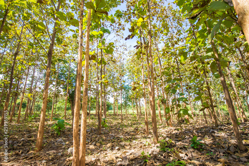 Teak green forest plantation
