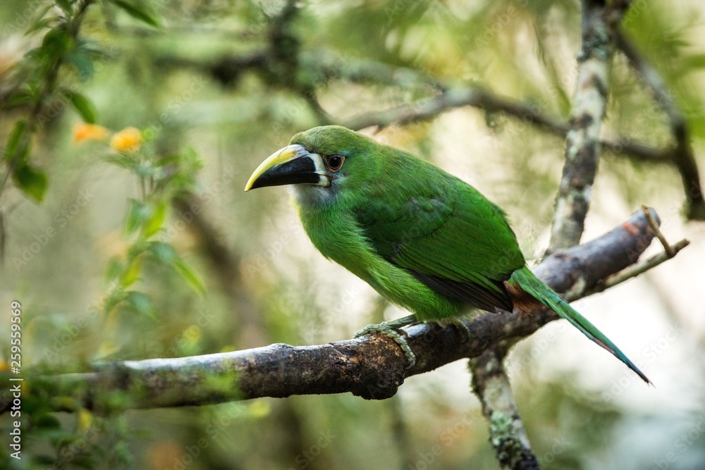 Fototapeta premium Blue-throated Toucanet, green toucan in the nature habitat, exotic animal in tropical forest, Colombia. Wildlife scene from nature, bird perching on tree