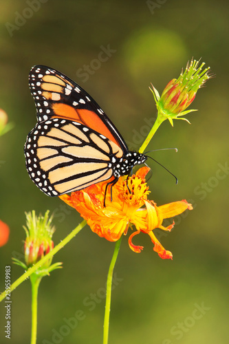 Monarch Butterfly on an Orange Flower © Paul Lemke