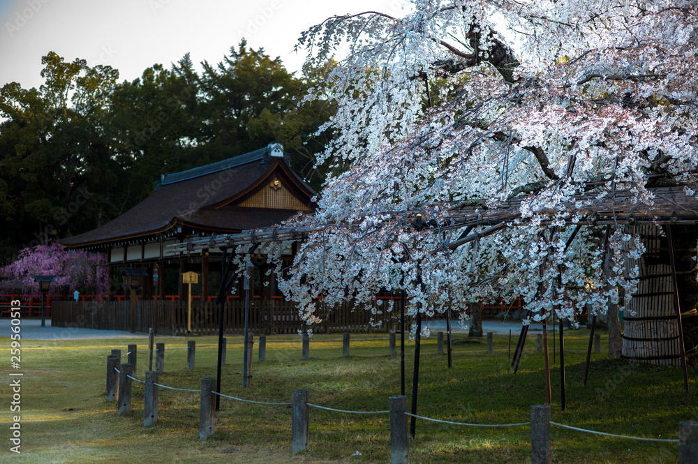 上賀茂神社