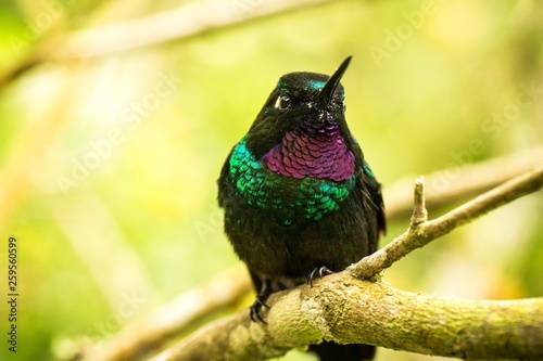 Tourmaline sunagel sitting on branch, hummingbird from mountains, Colombia, Nevado del Ruiz,bird perching,tiny beautiful bird resting on tree in garden,clear background,nature scene from wildlife photo