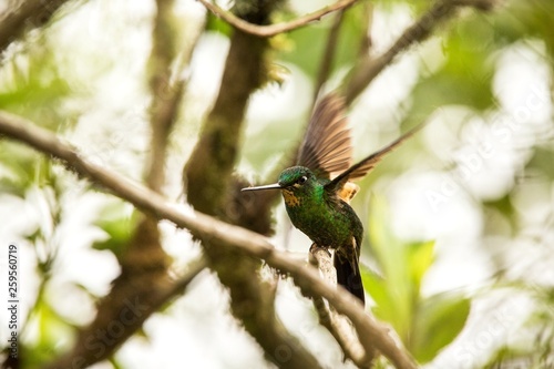 Buff-winged starfrontlet sitting on branch, hummingbird from mountains, Colombia, Nevado del Ruiz,bird perching in garden with outstreatched wings,clear white background,exotic birding adventure photo