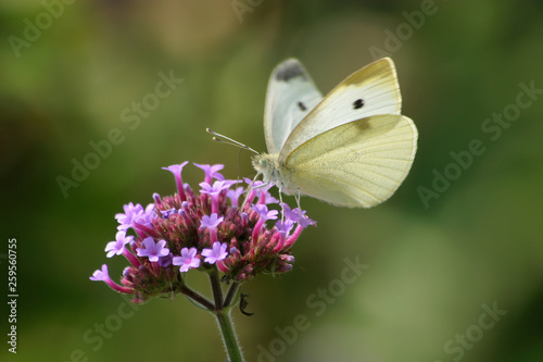 Cabbage White