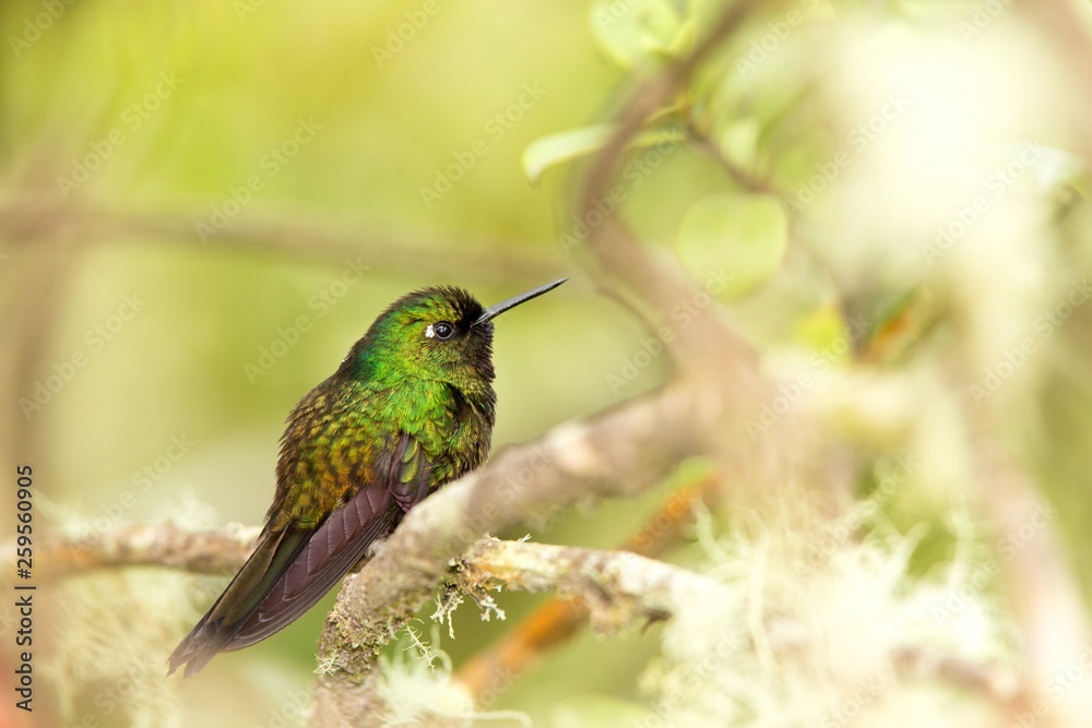 Fototapeta premium Tourmaline sunagel sitting on branch, hummingbird from mountains, Colombia, Nevado del Ruiz,bird perching,tiny beautiful bird resting on tree in garden,clear background,nature scene from wildlife