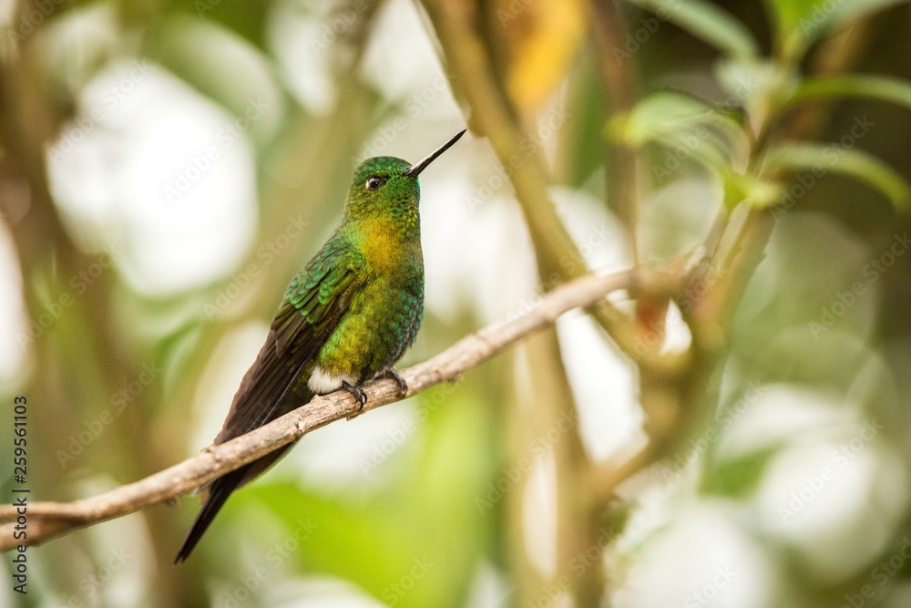 Fototapeta premium Golden-breasted Puffleg sitting on branch, hummingbird from mountains, Colombia, Nevado del Ruiz,bird perching,tiny beautiful bird resting on tree in garden,clear background,exotic birding adventure