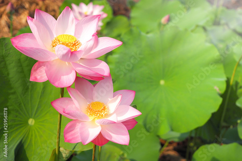 Beautiful pink lotus flower in nature with sunrise for background