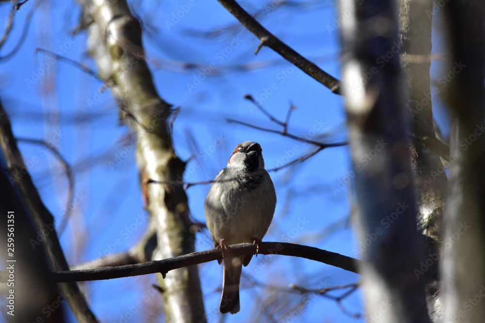 Sparrow in a bavarian forest Sparrow in a bavarian forest