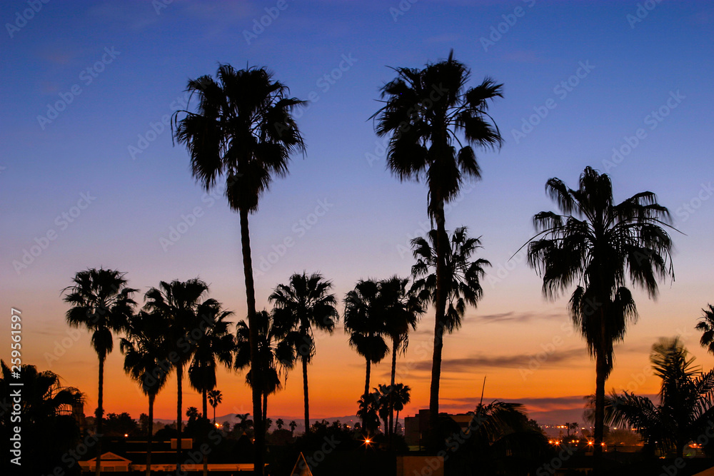 Palm Trees At Sunrise